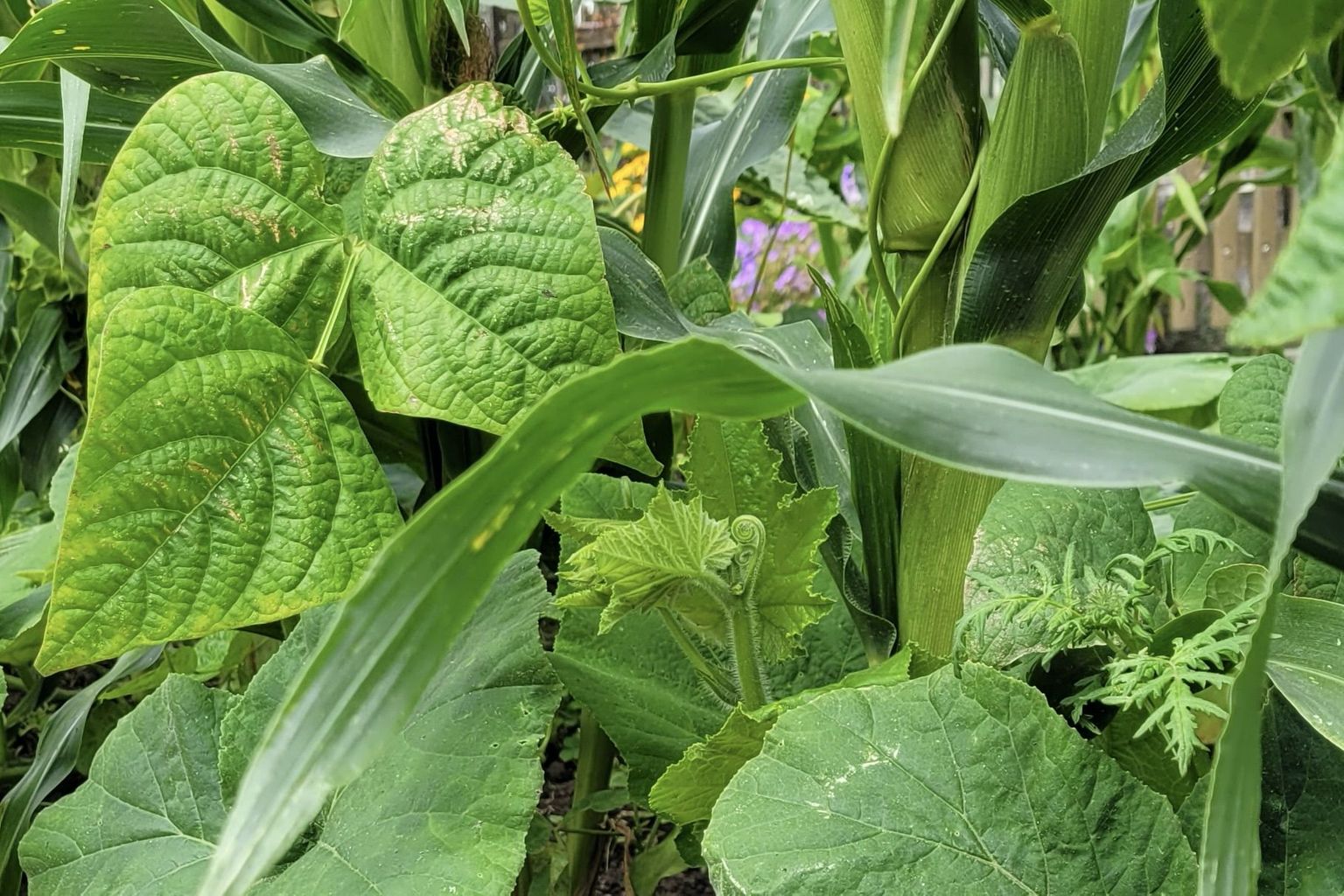 Die «drei Schwestern» Mais, Bohne und Kürbis: Mit komplexen Fruchtfolgen und der Berücksichtigung des Bodens können wir unter dem Einfluss des Klimawandels nachhaltig Lebensmittel produzieren. Die «drei Schwestern» Mais, Bohne und Kürbis: Mit komplexen Fruchtfolgen und der Berücksichtigung des Bodens können wir unter dem Einfluss des Klimawandels nachhaltig Lebensmittel produzieren.