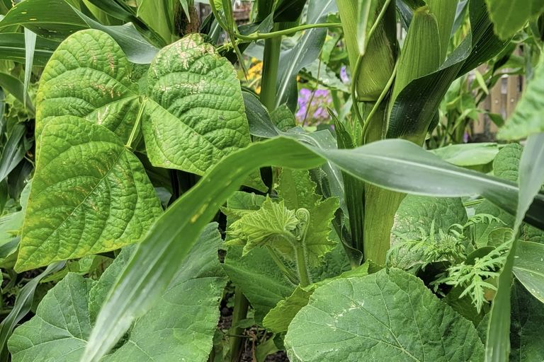 Die «drei Schwestern» Mais, Bohne und Kürbis: Mit komplexen Fruchtfolgen und der Berücksichtigung des Bodens können wir unter dem Einfluss des Klimawandels nachhaltig Lebensmittel produzieren. Die «drei Schwestern» Mais, Bohne und Kürbis: Mit komplexen Fruchtfolgen und der Berücksichtigung des Bodens können wir unter dem Einfluss des Klimawandels nachhaltig Lebensmittel produzieren.