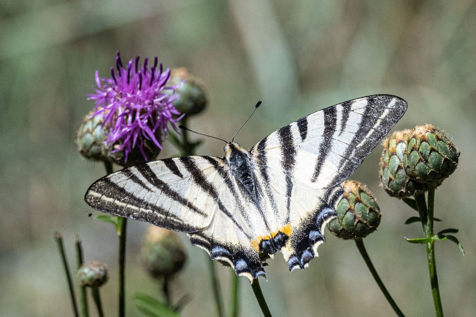 Pfynwald, Bild 07 Pfynwald, Bild 07