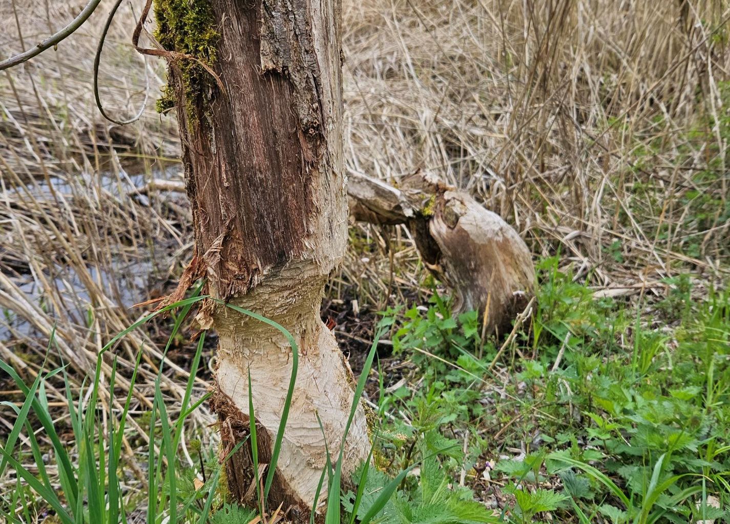 Auried, Bild 06 Auried, Bild 06