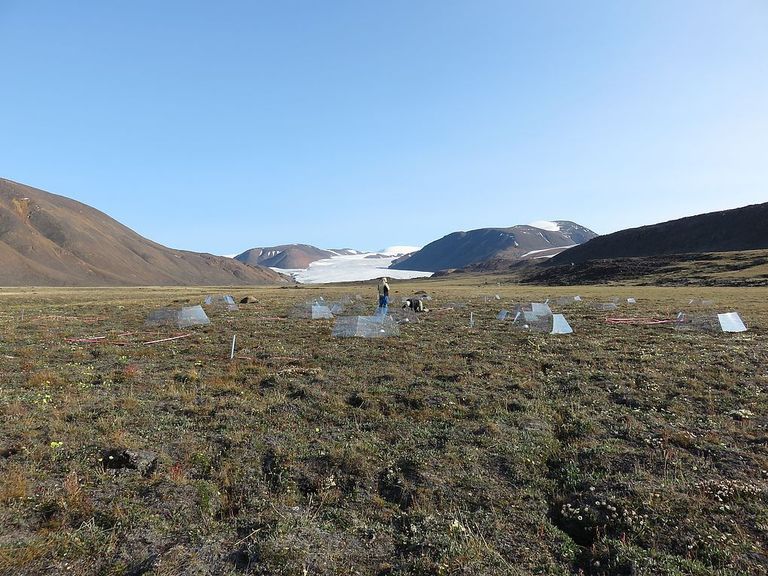 ITEX-Fläche Alexandra Fiord auf Ellesmere Island (Nunavut, Kanada) in der Hocharktis ITEX-Fläche Alexandra Fiord auf Ellesmere Island (Nunavut, Kanada) in der Hocharktis