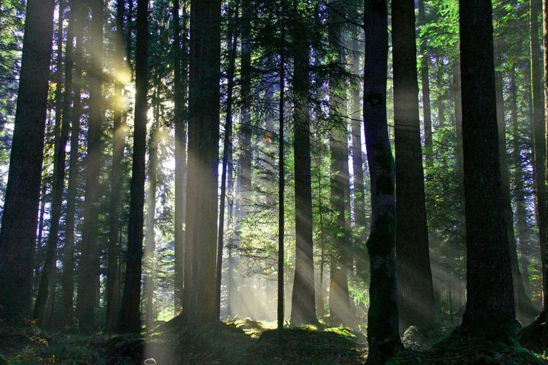 Bäume im Naturpark Gantrisch Bäume im Naturpark Gantrisch