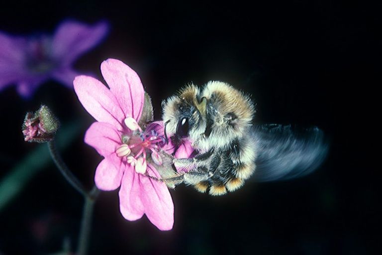 Teaser Wildbienen in Graubünden Teaser Wildbienen in Graubünden