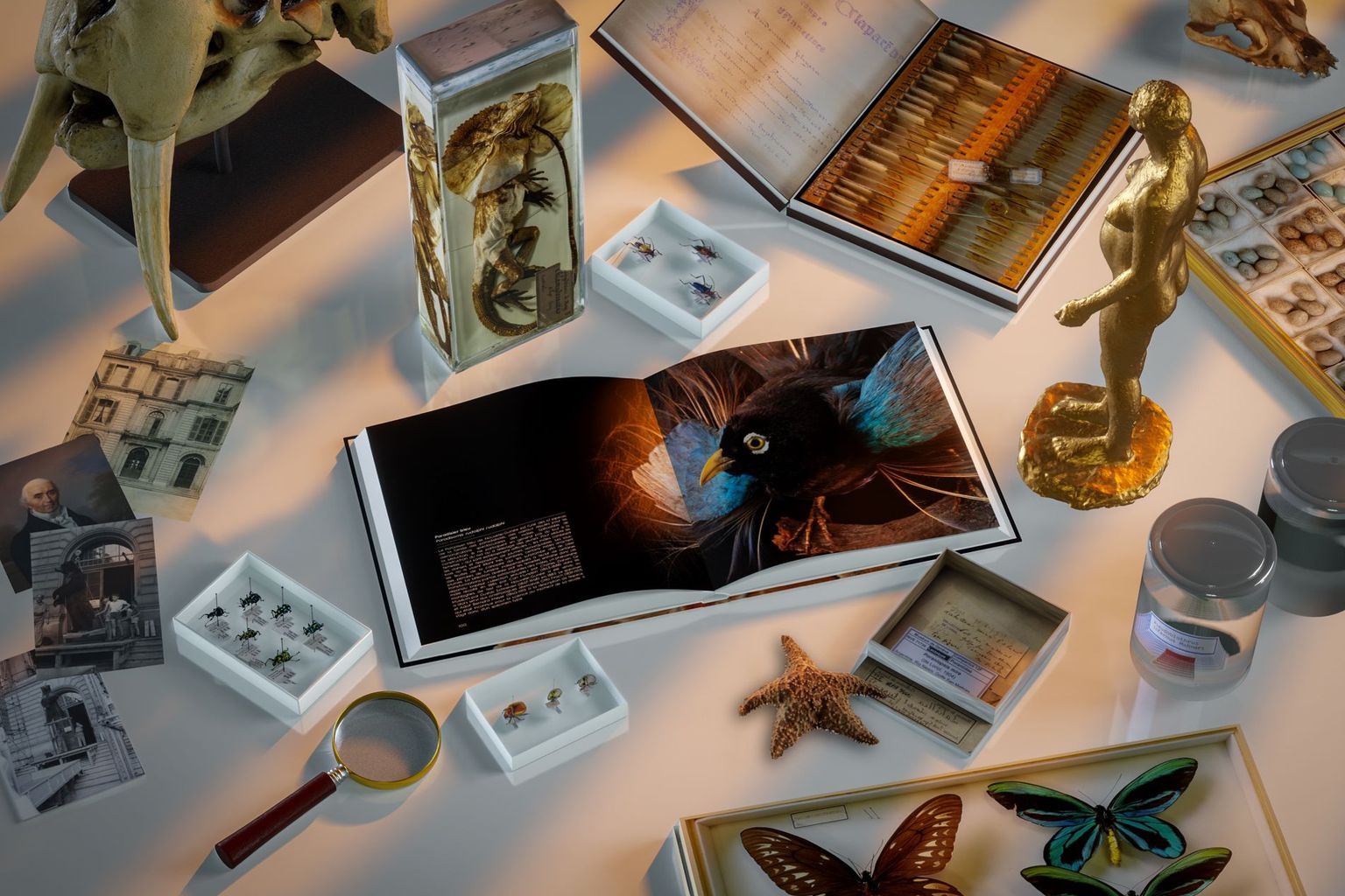 Sammlungsnetzwerk Sammlungsnetzwerk