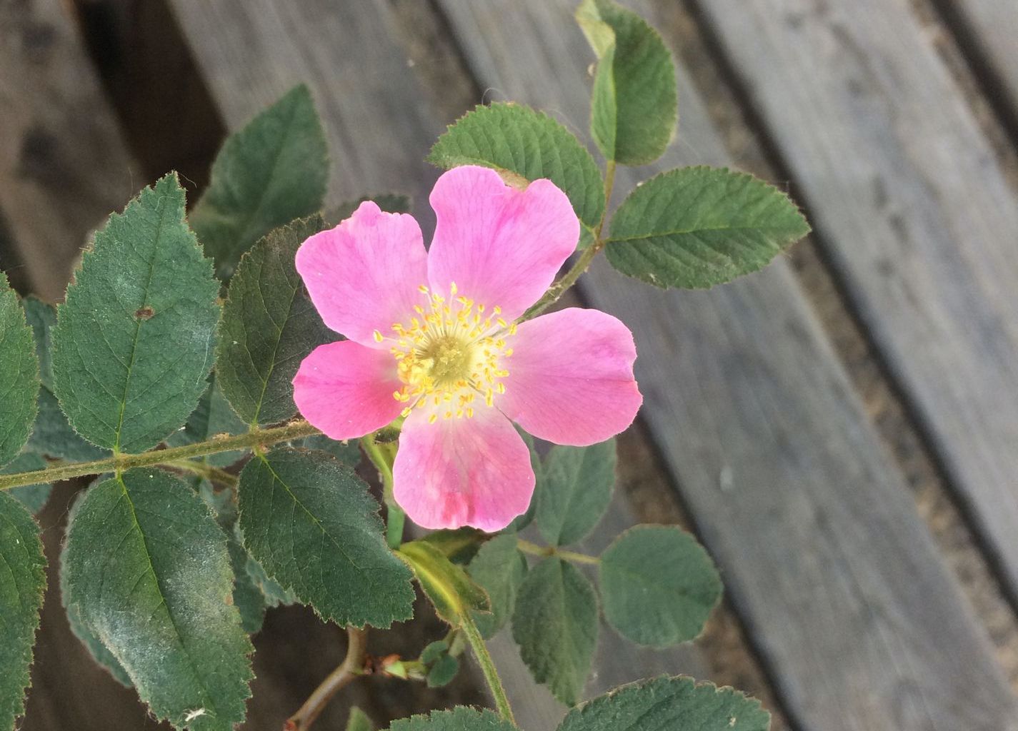 Susanne Häller. Am Reistweg, Stans Susanne Häller. Am Reistweg, Stans