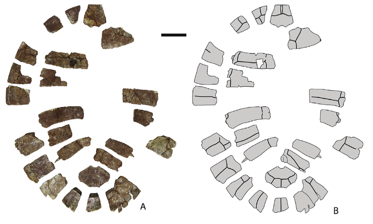 Protoshachemys rubra Protoshachemys rubra