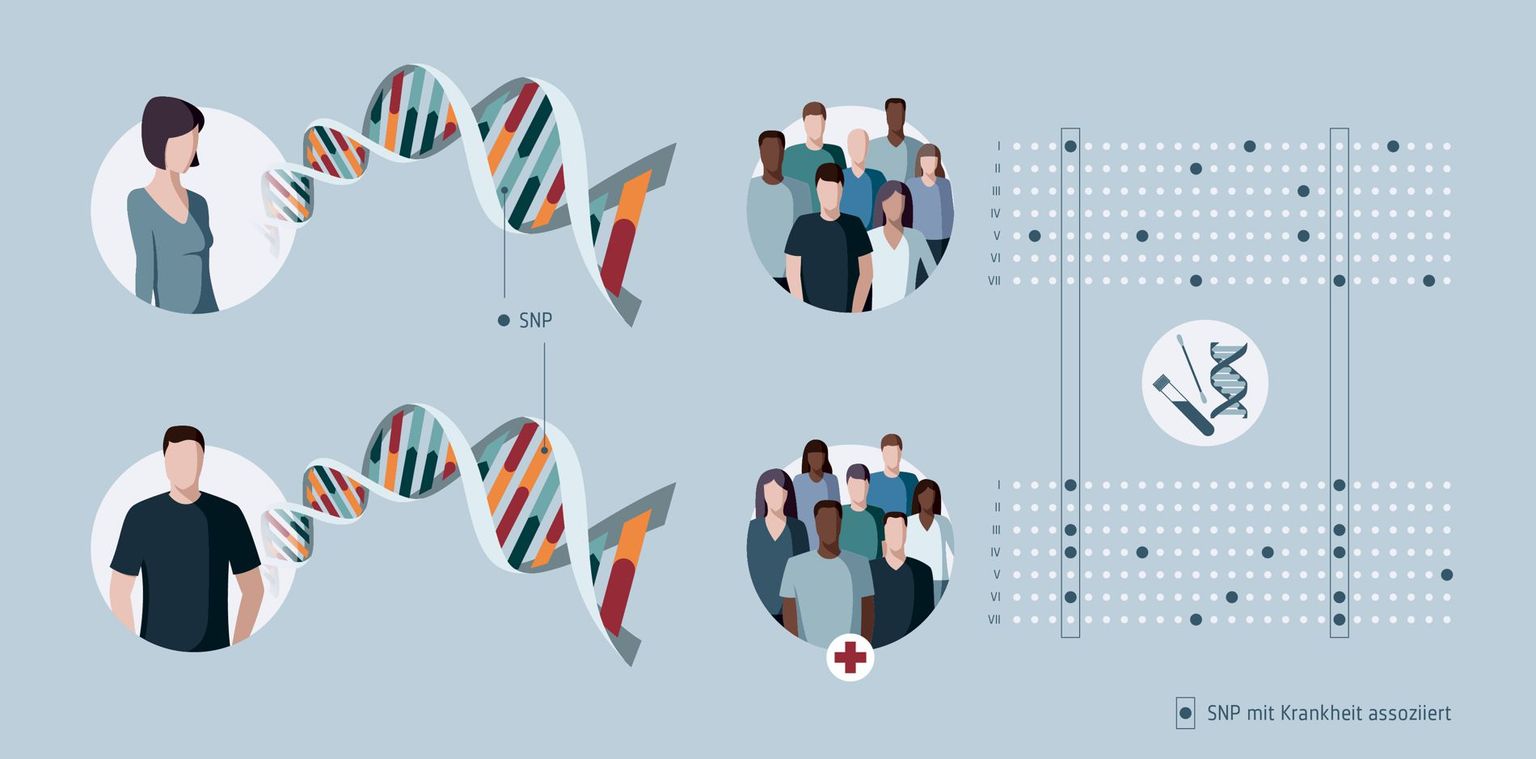 Genome Wide Association Study: Unterscheiden sich zwei Genome nur an einer Stelle, wird das als SNP bezeichnet. Bei einer Genome Wide Association Study wird das Vorkommen von SNPs zwischen zwei Gruppen untersucht, zum Beispiel gesunde und kranke Personen. Kommt ein SNP vermehrt bei Personen vor, die an einer bestimmten Krankheit leiden, steht dieses SNP möglicherweise in Zusammenhang mit der Krankheit und kann Aufschluss über deren Ursache geben. Genome Wide Association Study: Unterscheiden sich zwei Genome nur an einer Stelle, wird das als SNP bezeichnet. Bei einer Genome Wide Association Study wird das Vorkommen von SNPs zwischen zwei Gruppen untersucht, zum Beispiel gesunde und kranke Personen. Kommt ein SNP vermehrt bei Personen vor, die an einer bestimmten Krankheit leiden, steht dieses SNP möglicherweise in Zusammenhang mit der Krankheit und kann Aufschluss über deren Ursache geben.