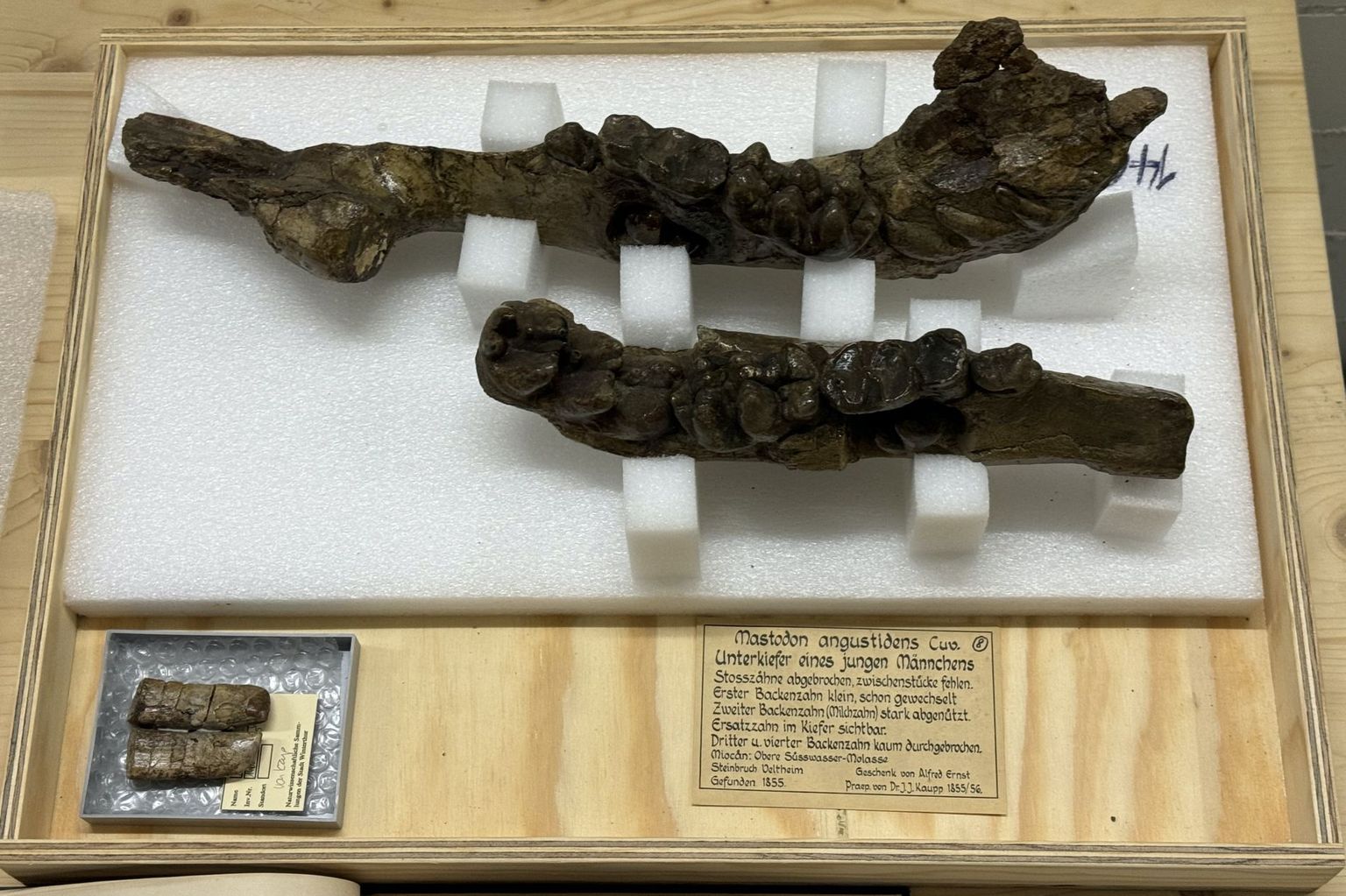 Fossiler Kieferknochen von Veltheim Fossiler Kieferknochen von Veltheim