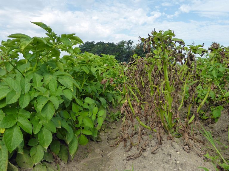 Den gesunden Kartoffelpflanzen (links) wurden mit Cisgenese mehrere Resistenzgene gegen die Kraut- und Knollenfäule aus Wildkartoffeln übertragen. Dadurch sind sie im Gegensatz zu den unveränderten Pflanzen (rechts) dauerhaft immun gegen diese Pflanzenkrankheit. Den gesunden Kartoffelpflanzen (links) wurden mit Cisgenese mehrere Resistenzgene gegen die Kraut- und Knollenfäule aus Wildkartoffeln übertragen. Dadurch sind sie im Gegensatz zu den unveränderten Pflanzen (rechts) dauerhaft immun gegen diese Pflanzenkrankheit.