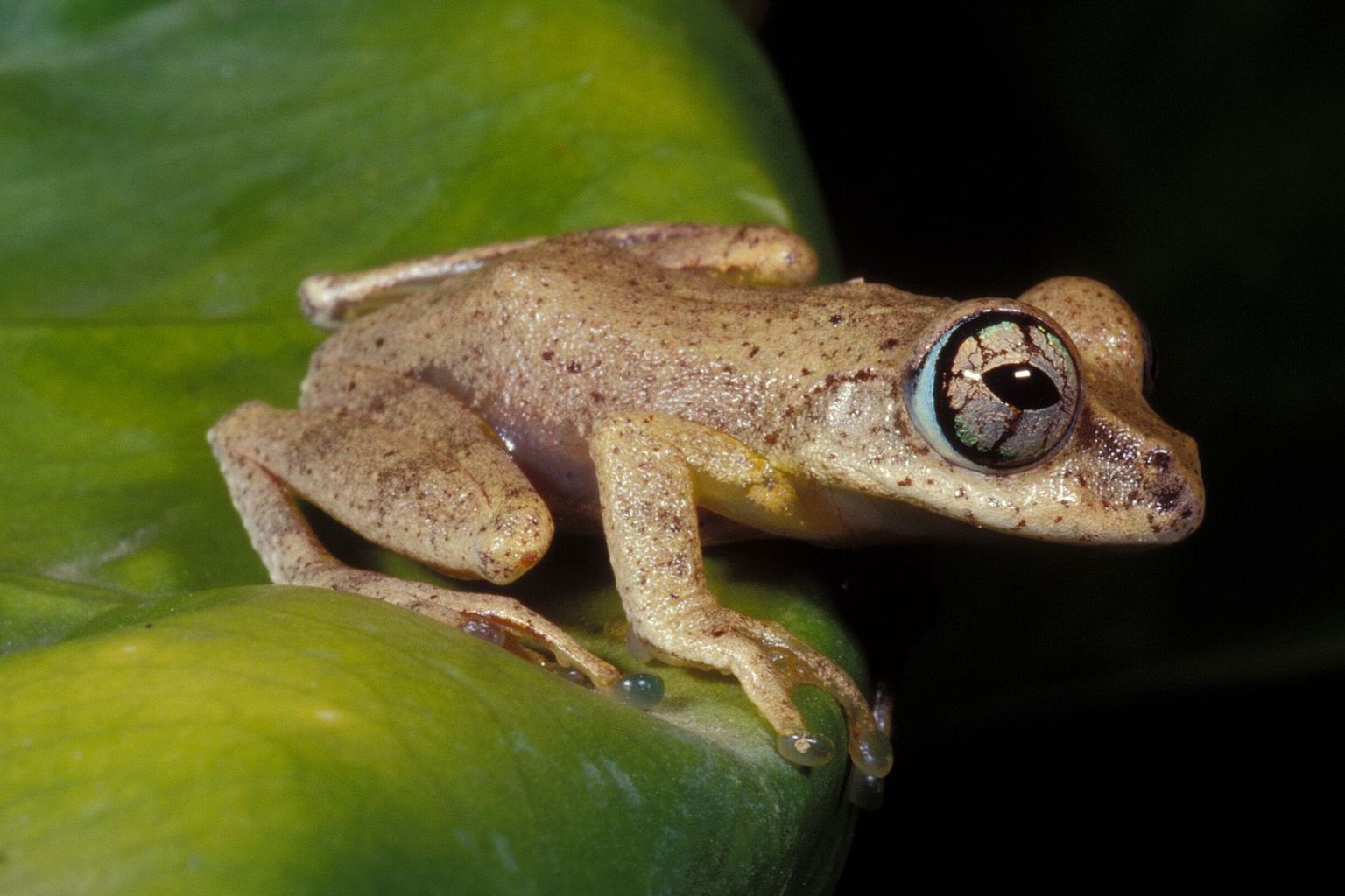 Boophis feonnyala Glaw, Vences, Andreone & Vallan, 2001 : Amphibie, Froschlurch (Familie Ranidae) – neu entdeckte Art aus Madagaskar: In den Tropen führen die meisten Amphibien ein sehr heimliches Dasein : die Forscher entdeckten diesen Frosch nur, weil sie seinen Ruf auf dem Heimweg zum Hotel gehört haben. Boophis feonnyala Glaw, Vences, Andreone & Vallan, 2001 : Amphibie, Froschlurch (Familie Ranidae) – neu entdeckte Art aus Madagaskar: In den Tropen führen die meisten Amphibien ein sehr heimliches Dasein : die Forscher entdeckten diesen Frosch nur, weil sie seinen Ruf auf dem Heimweg zum Hotel gehört haben.