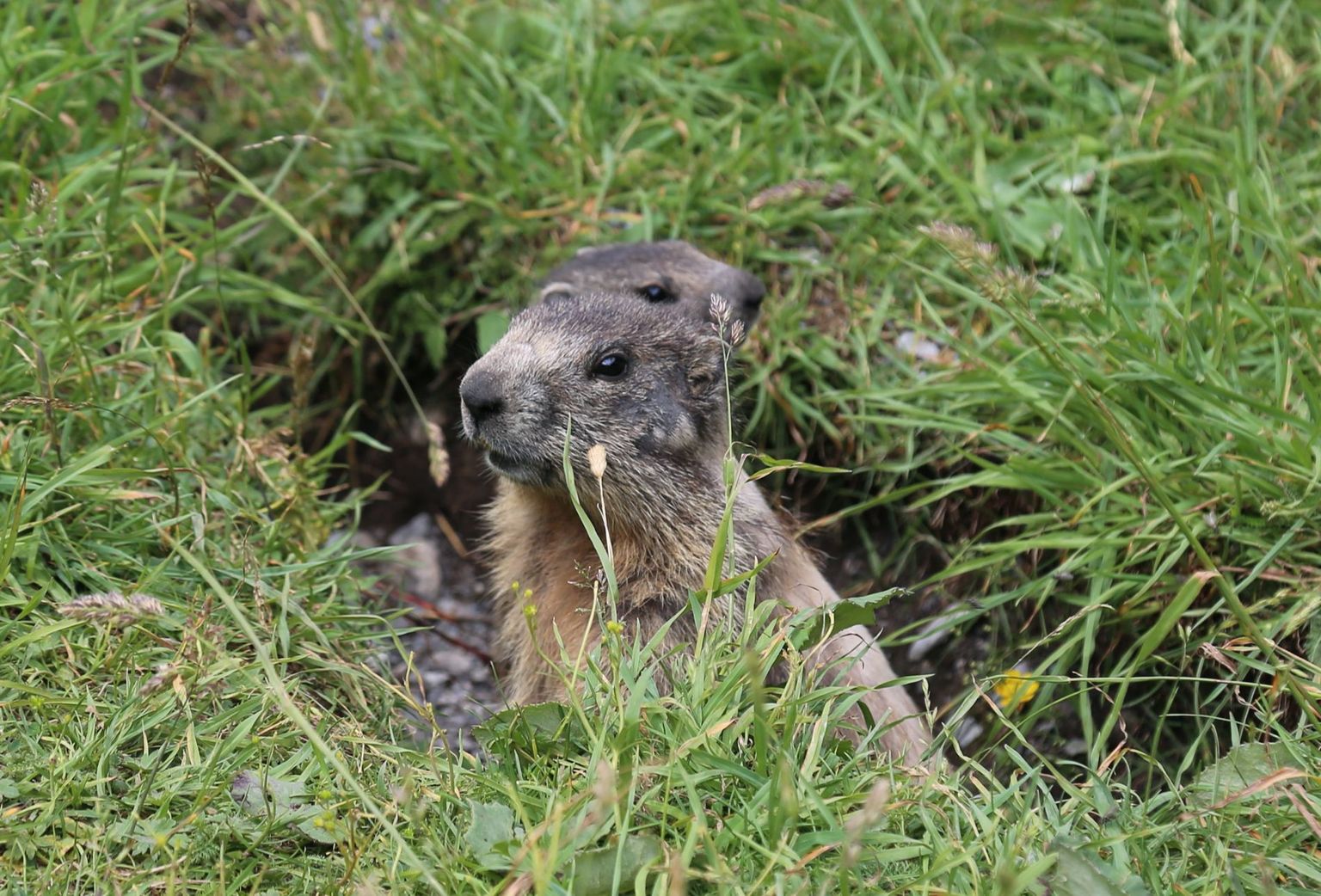 Murmeltier Murmeltier