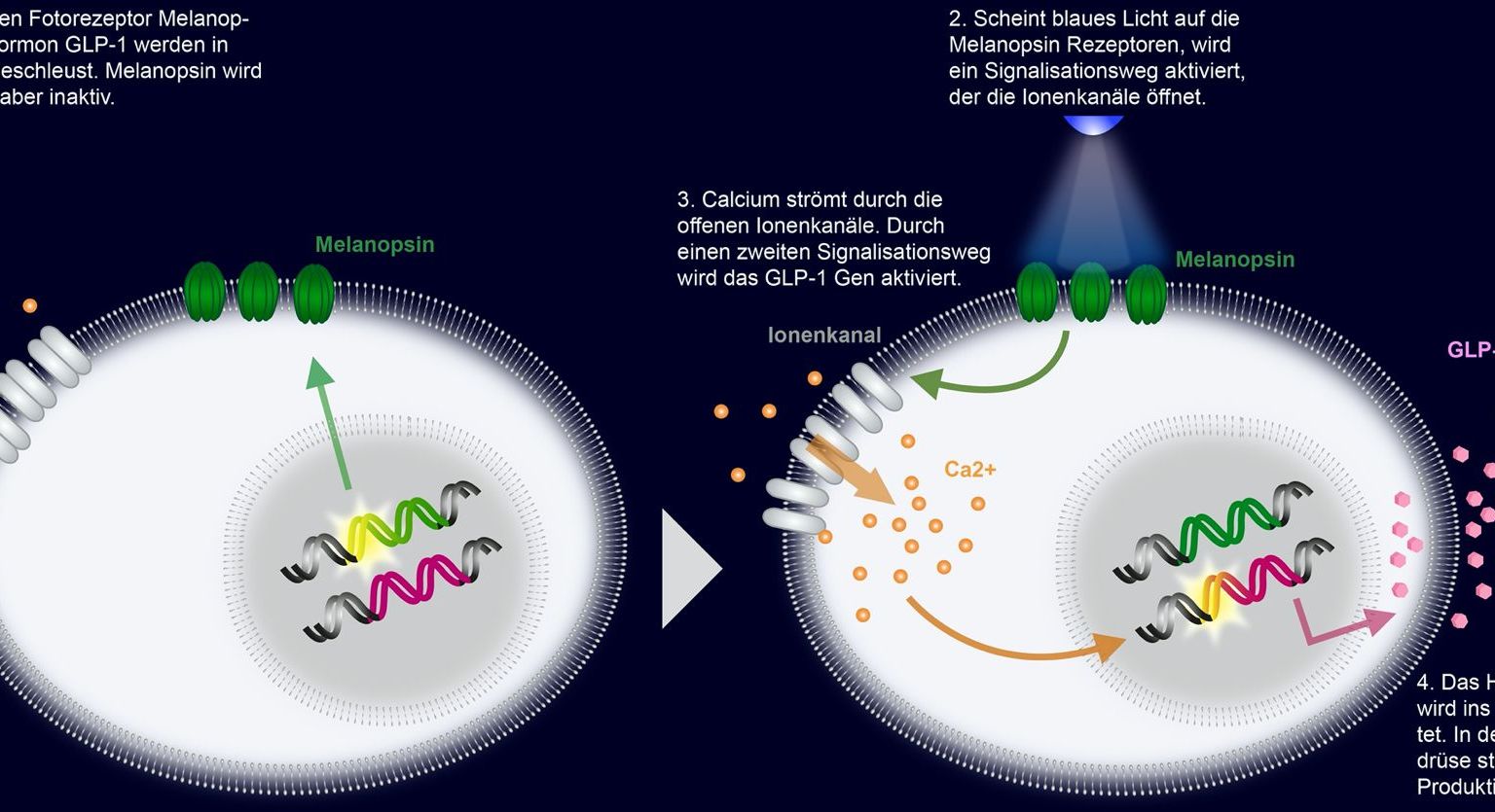 Medizinische Anwendung: Mit Hilfe der Synthetischen Biologie veränderte Zellen – zukünftig eine mögliche Therapie für Diabetes. Medizinische Anwendung: Mit Hilfe der Synthetischen Biologie veränderte Zellen – zukünftig eine mögliche Therapie für Diabetes.