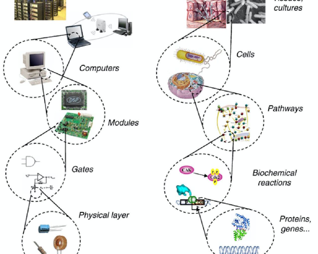 Bioingénierie: Comme dans un ordinateur, en bioingénierie, les composants biologiques isolés doivent être assemblés dans une structure hiérarchique. Bioingénierie: Comme dans un ordinateur, en bioingénierie, les composants biologiques isolés doivent être assemblés dans une structure hiérarchique.