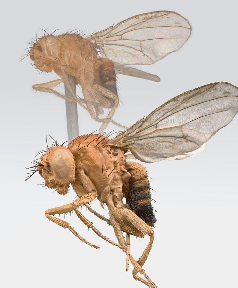 3D model with original image from the 3D capturing process of Drosophila synthetica 3D model with original image from the 3D capturing process of Drosophila synthetica