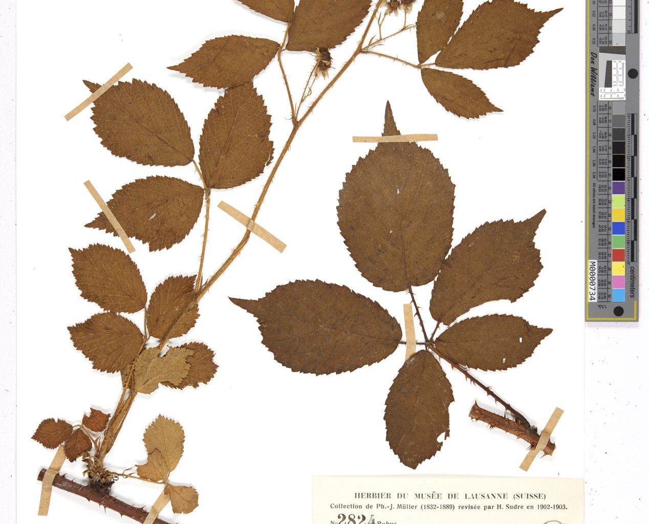 Specimen of Rubus setulosus P.J.Müll. & Lefèvre from Philippe-Jacques Müller collection in Lausanne (LAU: LAU-0133500) Specimen of Rubus setulosus P.J.Müll. & Lefèvre from Philippe-Jacques Müller collection in Lausanne (LAU: LAU-0133500)