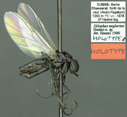 Holotype de l’espèce Dilophus neglectus Haenni, 1982. Crédit photo : MHNN. Holotype de l’espèce Dilophus neglectus Haenni, 1982. Crédit photo : MHNN.