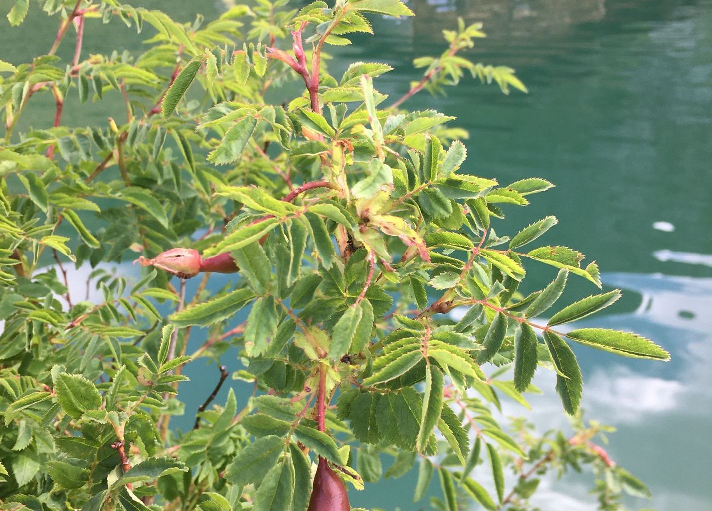 Bea Brander. Herzlisee, Engelberg Bea Brander. Herzlisee, Engelberg