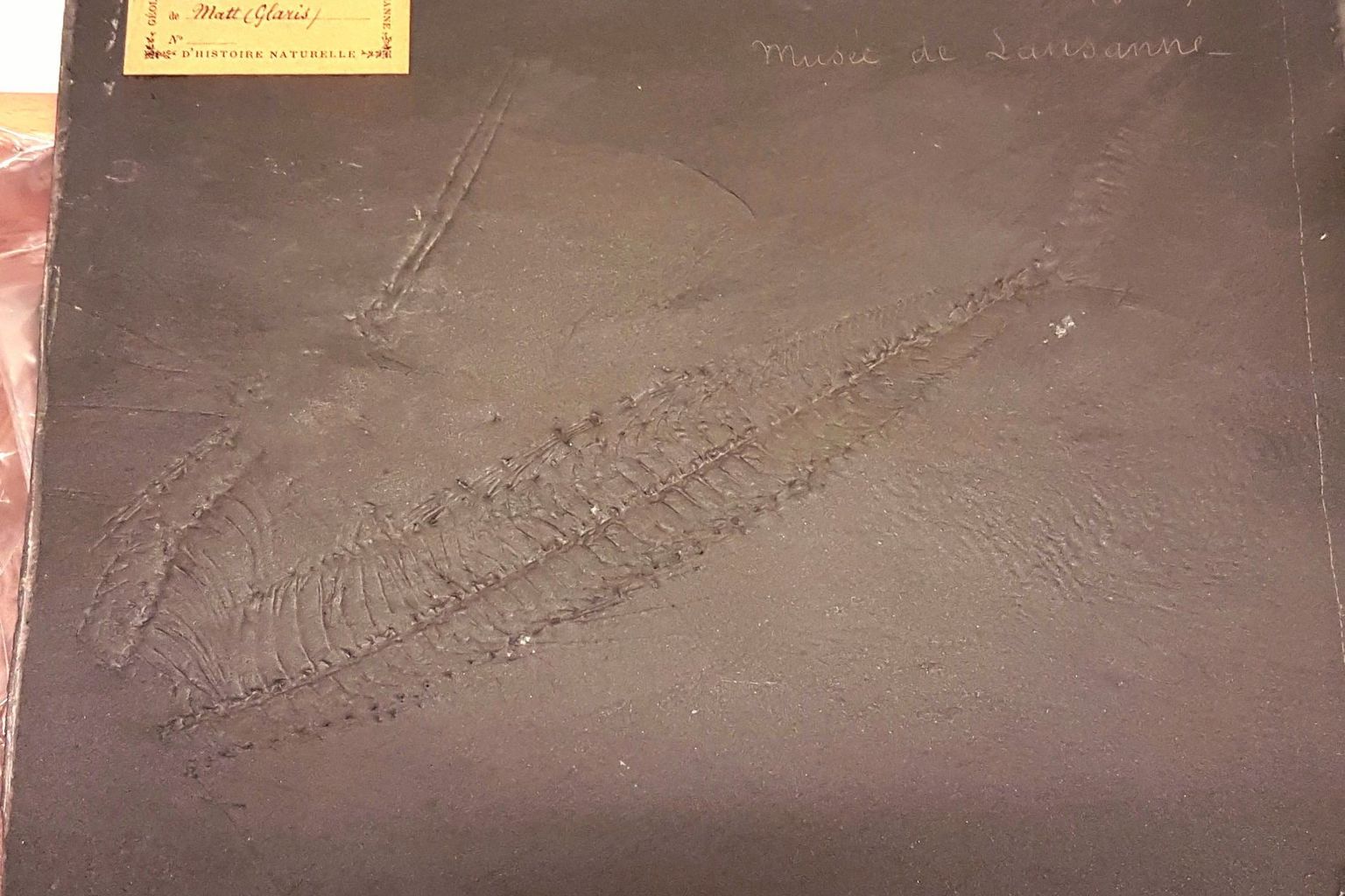 Palaeorhynchum glaronense Palaeorhynchum glaronense