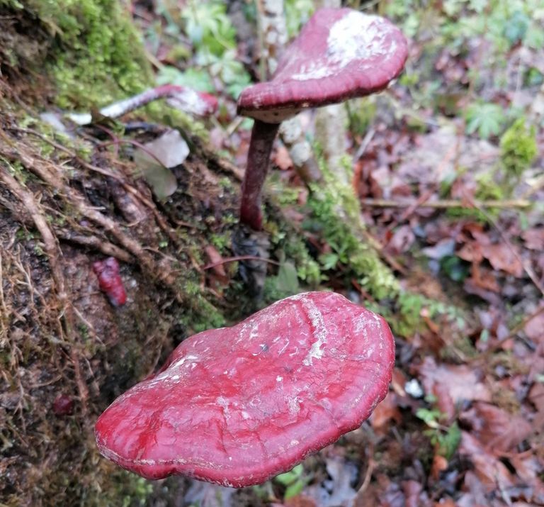 Ganoderma lucidum Ganoderma lucidum