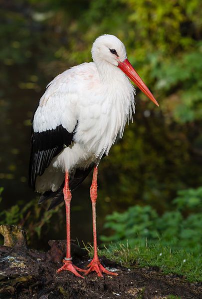 Weissstorch Weissstorch