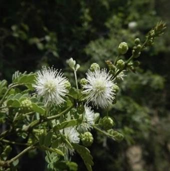 Madagascar flora Madagascar flora