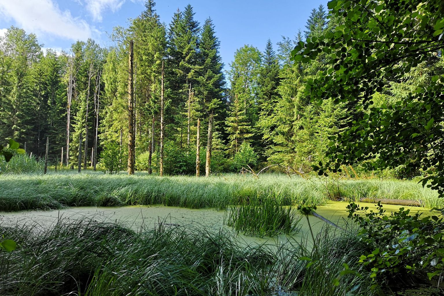 Parc naturel périurbain du Jorat - Moille Saugeon Parc naturel périurbain du Jorat - Moille Saugeon