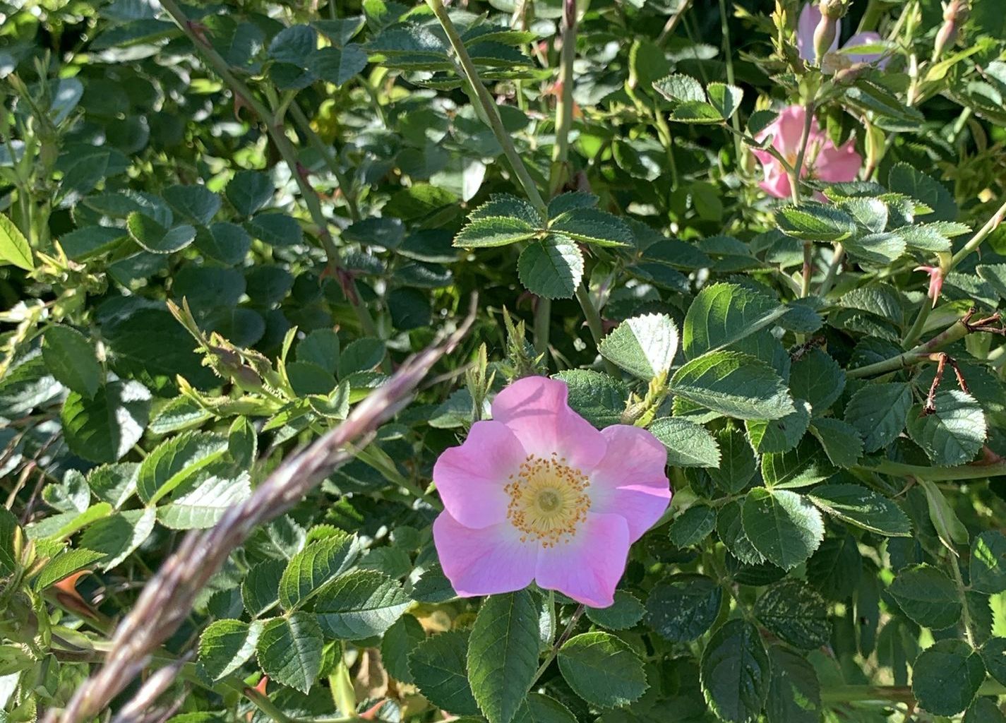 Vreni Schär. Ennerberg, Oberdorf Vreni Schär. Ennerberg, Oberdorf