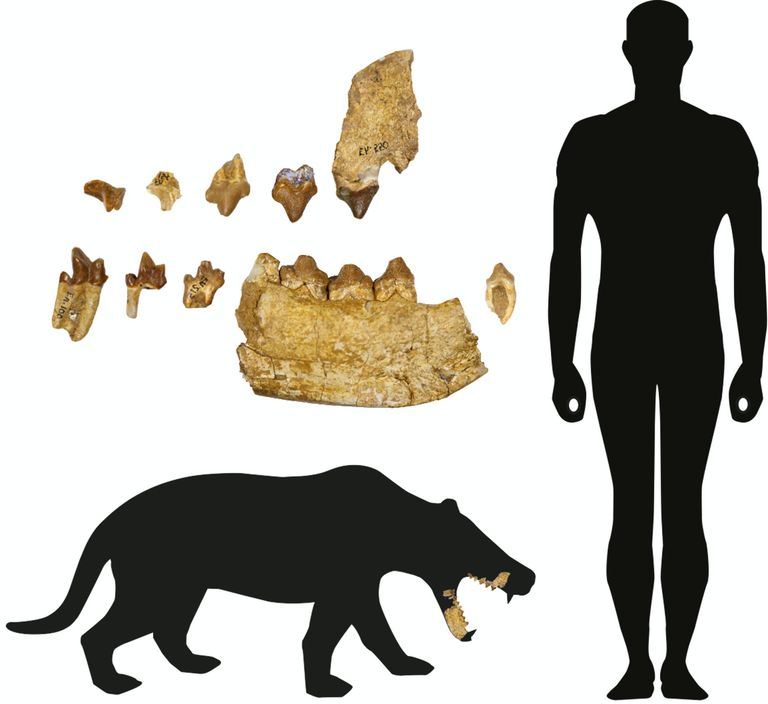 Cartierodon egerkingensis Cartierodon egerkingensis