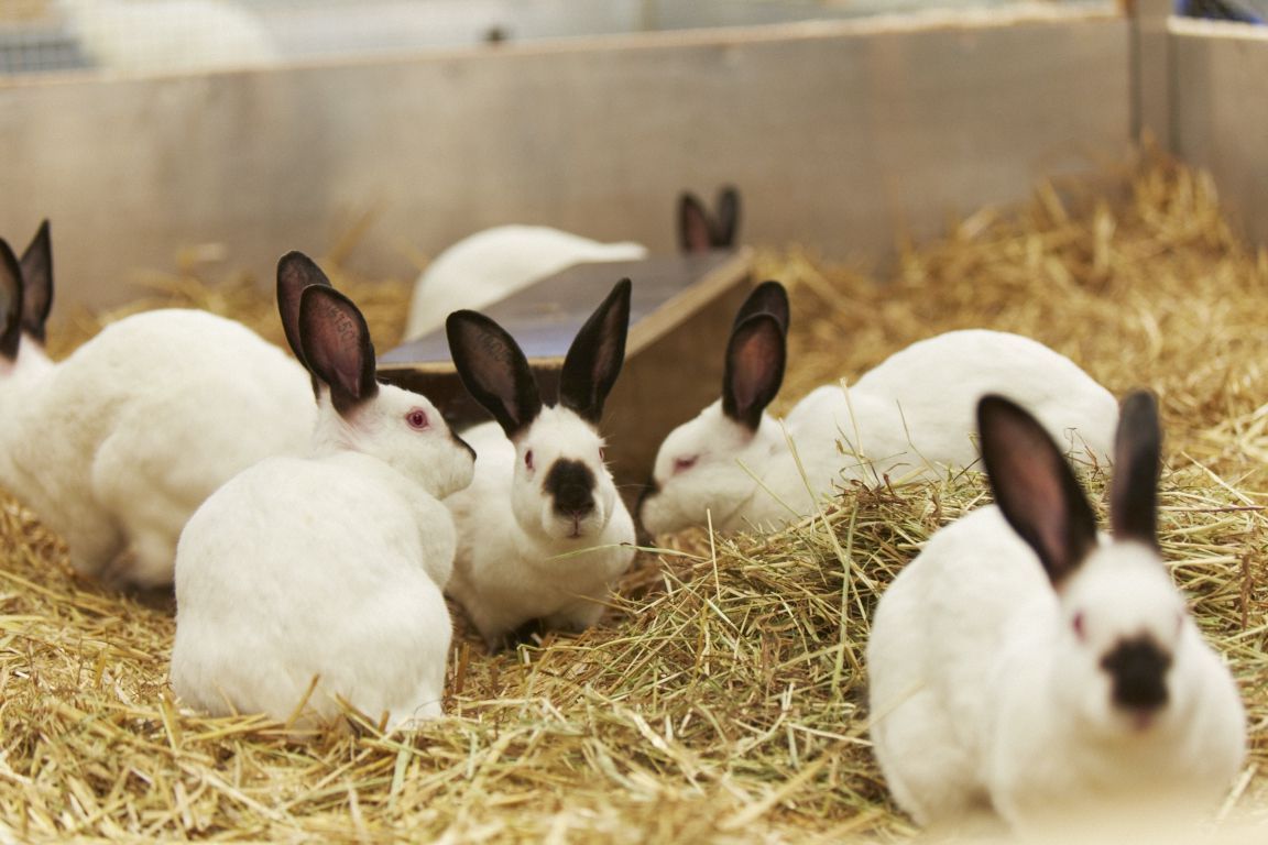 Picture of rabbits in research made available by Novartis Picture of rabbits in research made available by Novartis