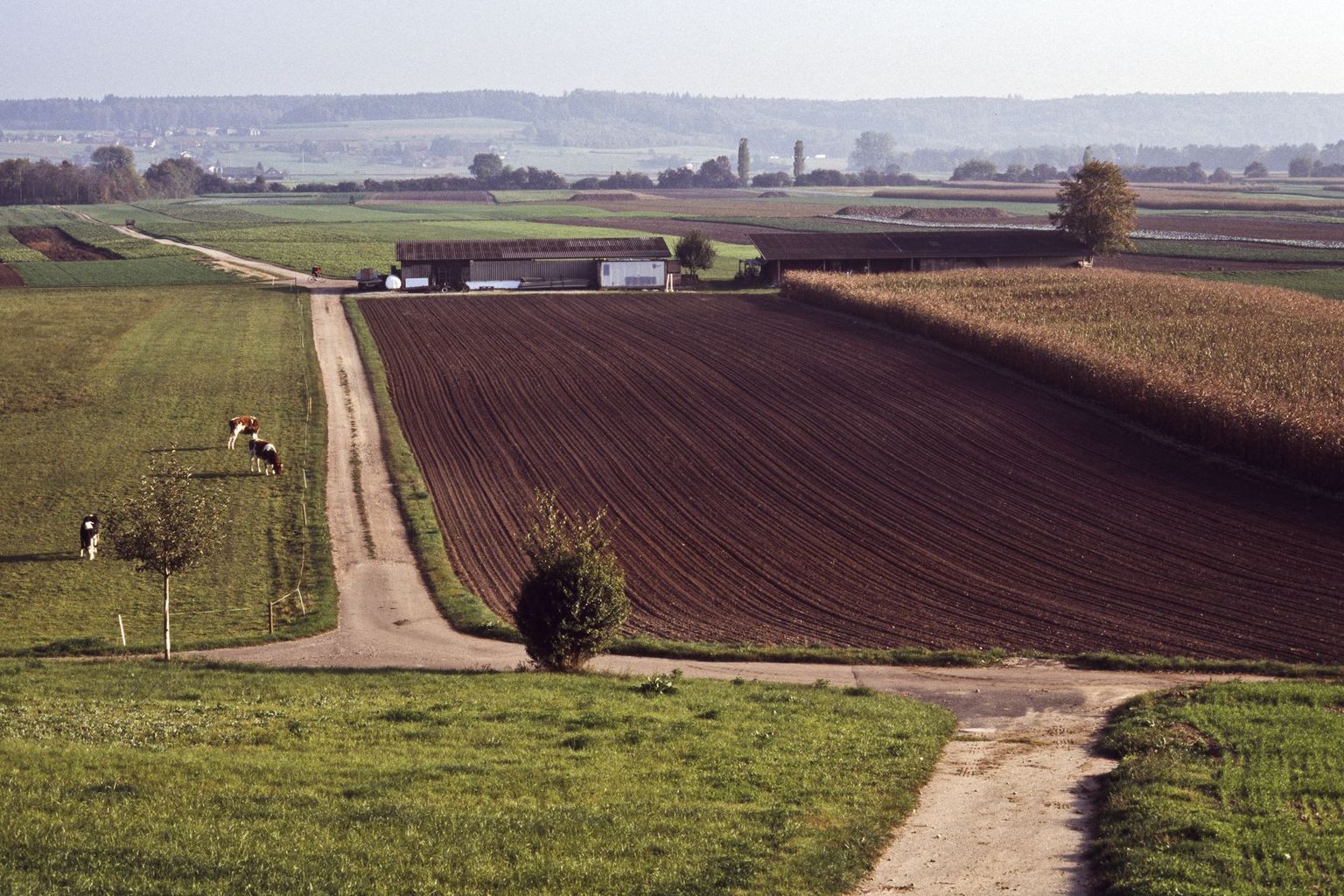 agricoltura campo coltivato paesaggio agrario agricoltura campo coltivato paesaggio agrario
