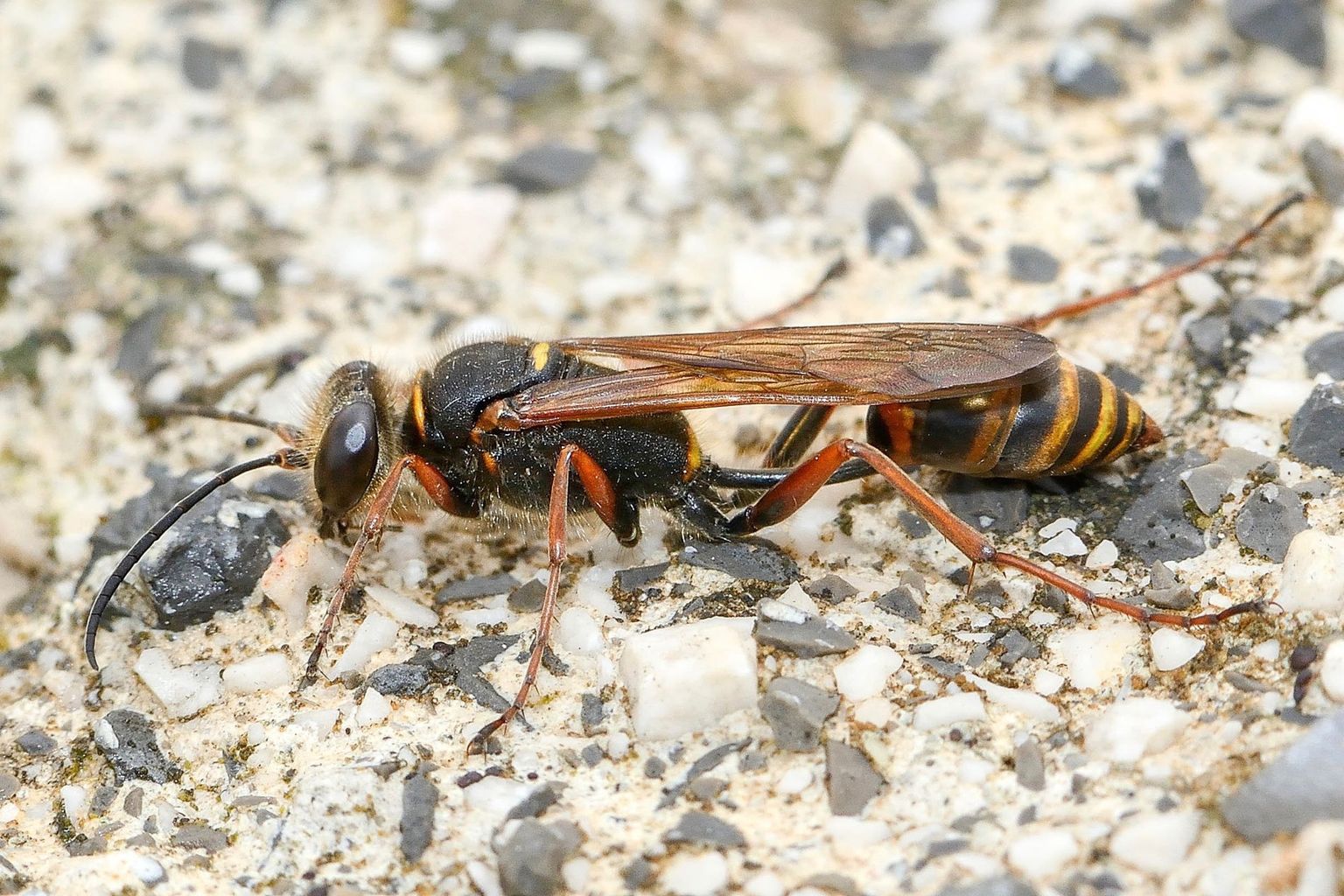 Sceliphron curvatum (Orientalische Mauerwespe) Sceliphron curvatum (Orientalische Mauerwespe)