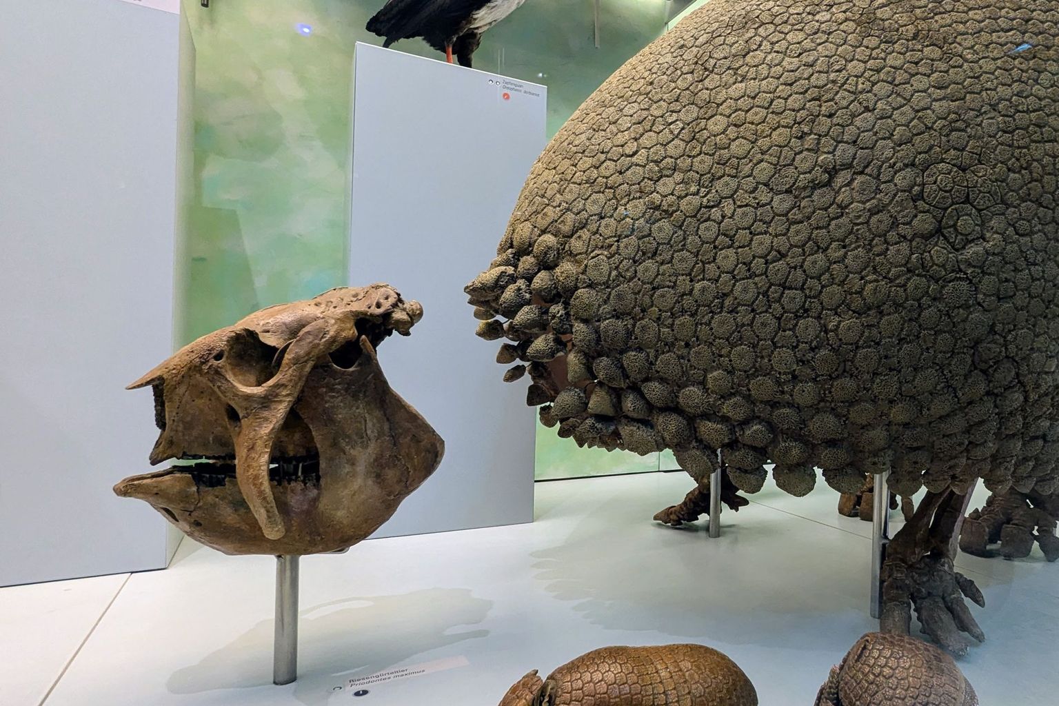 A glyptodon found by Roth which is displayed in the permanent exhibitions of the Natural History Museum of the University of Zurich beside one of its extant relatives, the three-banded armadillo Tolypeutes. A glyptodon found by Roth which is displayed in the permanent exhibitions of the Natural History Museum of the University of Zurich beside one of its extant relatives, the three-banded armadillo Tolypeutes.